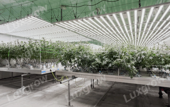 Can Regular Light Bulbs Work for Plants: LuxGrow Analysis