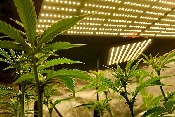 Why Marijuana Plants Need Full Spectrum LED Grow Lights