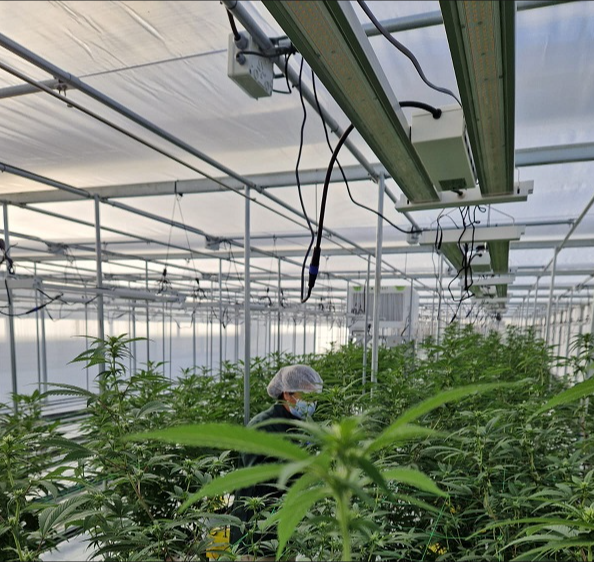 How Do Energy Efficiency and Cost-Effectiveness Vary Among Different Brands of Fluorescent Grow Lights for Cannabis?