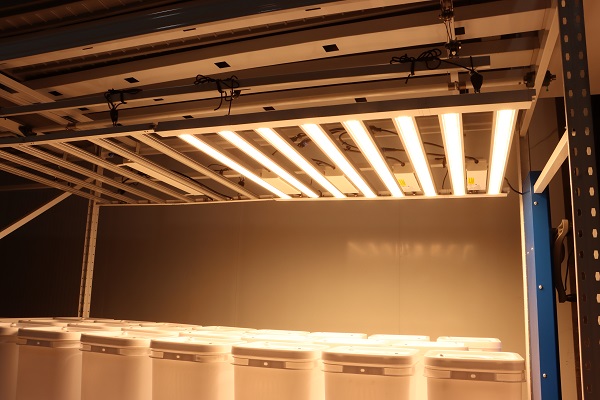 Canadian cannabis growers will use LED grow lights, which can save about 50% of energy