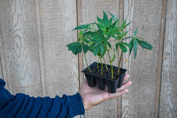 What legal issues should I be aware of when growing medical marijuana?