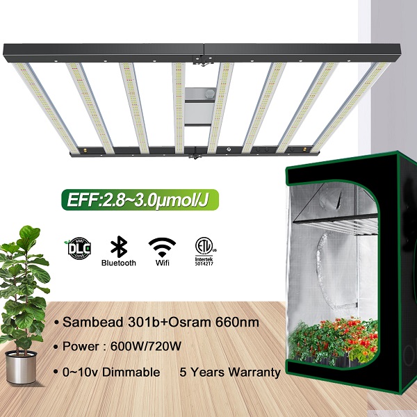 Best Grow Lights for Indoor Hydroponics