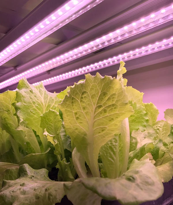 Problems and countermeasures in the application of plant lighting in China