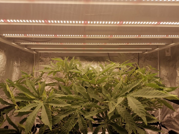 Marijuana grow lights