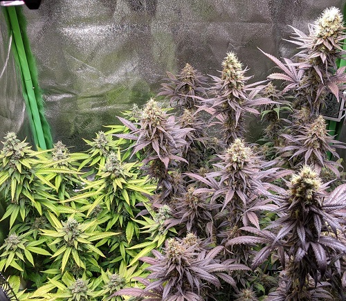 How to judge the quality of marijuana after using LED grow lights?