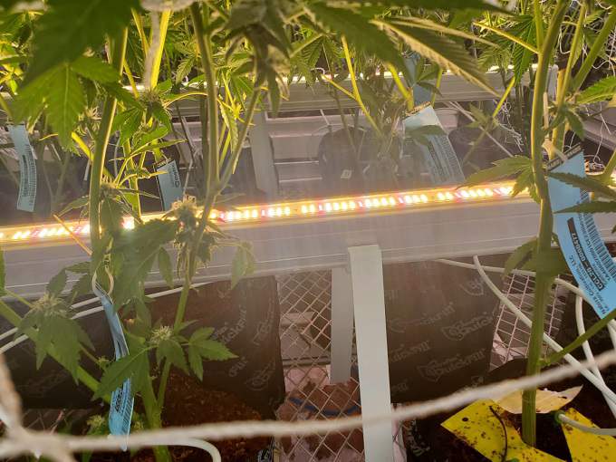 How Cannabis Plants Respond to Spectrum Light