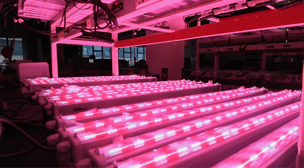 Luxgrow LPVR Series professional grow lights unlock new potential for high strawberry yields through precise lighting performance.