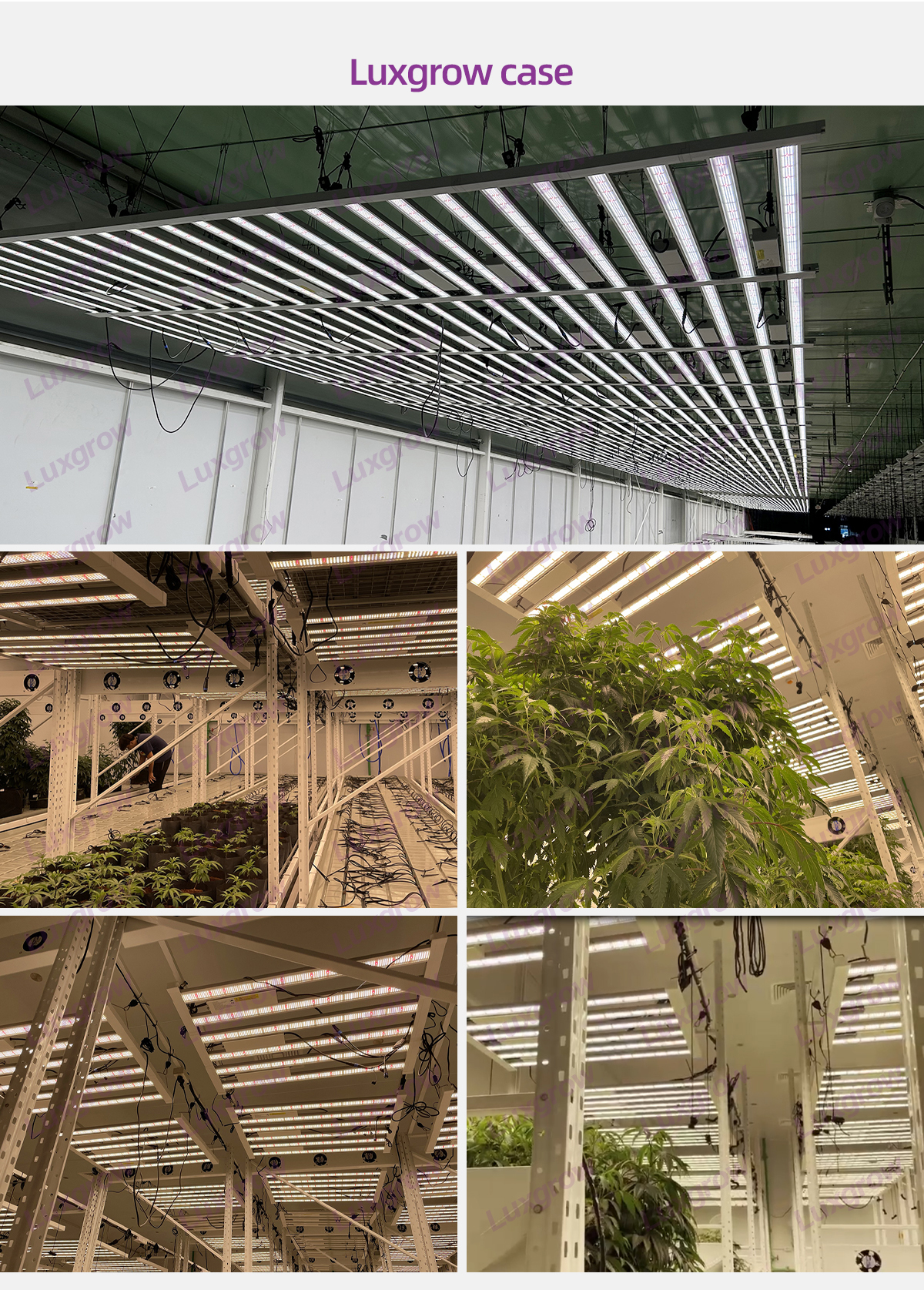 cannabis indoor grow -luxgrow