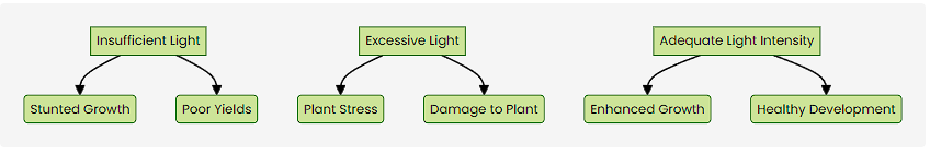 plant lights for indoor plants