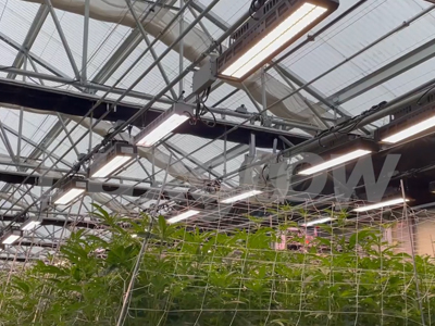 Greenhouse Transformation: The Key to Successful Large-Scale Cannabis Cultivation