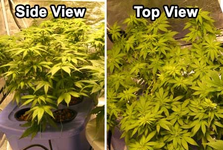 lst-top-view-side-view-cannabis-sm