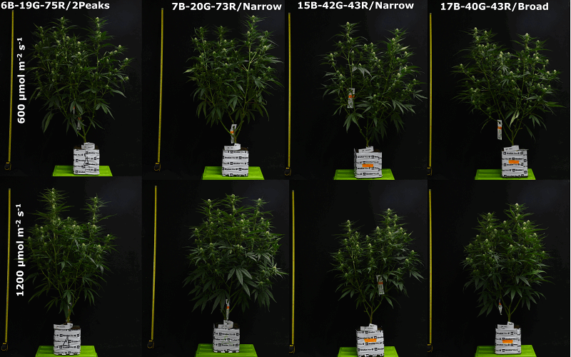 Photosynthetically Active Light Radiation Test Principle - PAR, PPF, PPFD