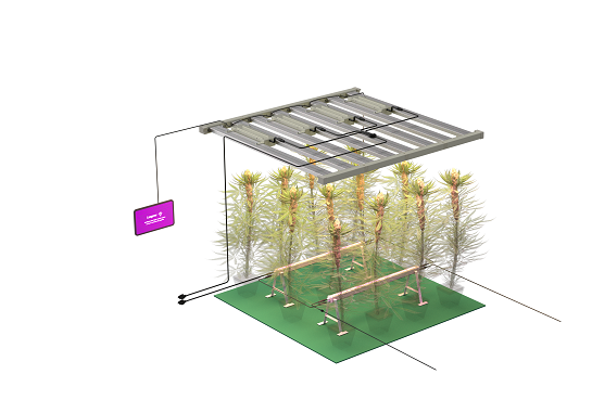 how much light should cannabis seedlings get