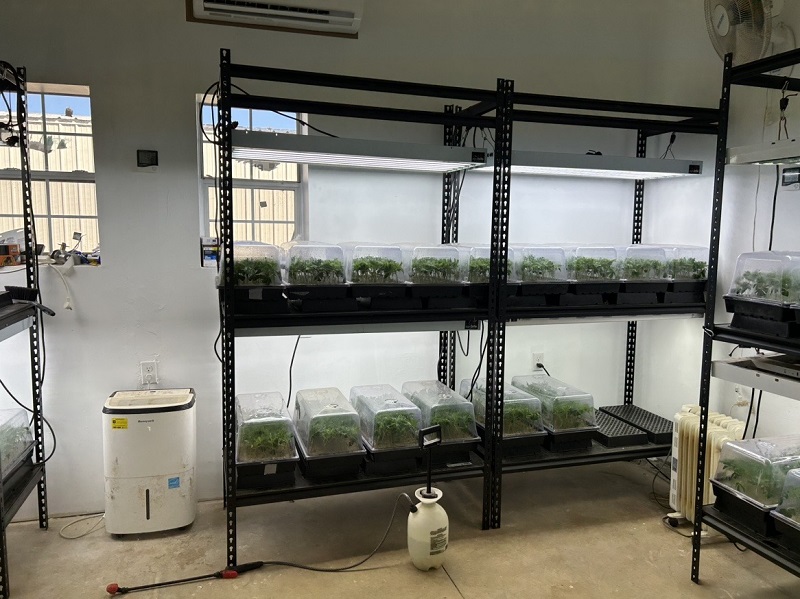 How to Choose the Best Grow Light for Seed Germination？