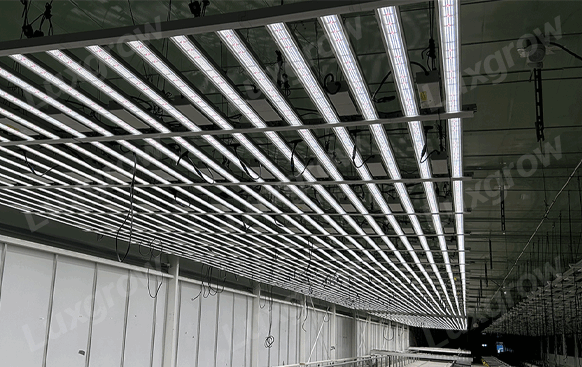 LPU series used for cannabis lighting in indoor farm (1).png